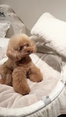 色々な枕をみせると、、#dog #foryou #toypoodle 