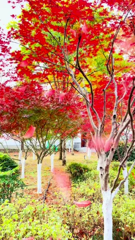 棲霞山在秋季更是美得令人心醉。漫山遍野的楓葉紅得似火，如霞似錦。從遠處望去，山巒彷彿被打翻的調色盤染透，五彩斑斕。走進山中，楓葉在陽光的映照下熠熠生輝，那鮮艷的色彩讓人彷彿置身於夢幻之境。#楓葉紅了 #片片楓葉情 #落葉聽楓 #多彩世界 