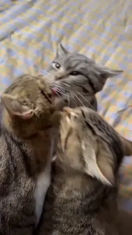 The love of these three cats is a little crowded#cat #lovetriangle #outrageous 