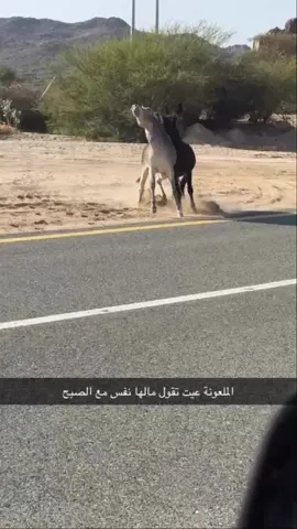 #الشعب_الصيني_ماله_حل😂😂🙋🏻‍♂️ #😂😂😂😂😂😂😂😂😂😂😂😂😂😂😂😂😂😂😂😂😂😂 