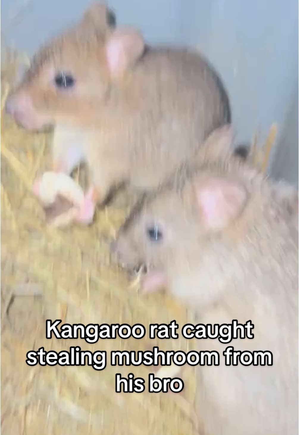 Brushy-tailed kangaroo rat caught stealing mushroom #mushrooms #kangaroorat #kangaroorats #bettongia #kangaroo #marsupial #animals #animalsoftiktok #mammals #animalsofinstagram #fyp #animal #animallover #australia #australiananimals 