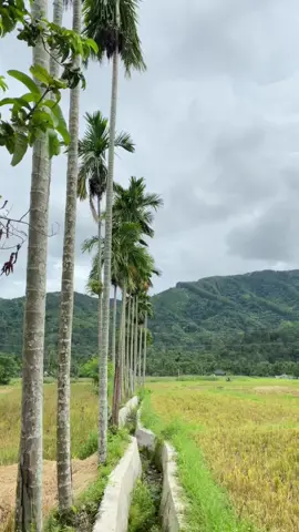 Pemandangan belakang rumah😍 #pemandanganindah #pegunungan #acehviral #bollywoodsong #fypシ゚ 
