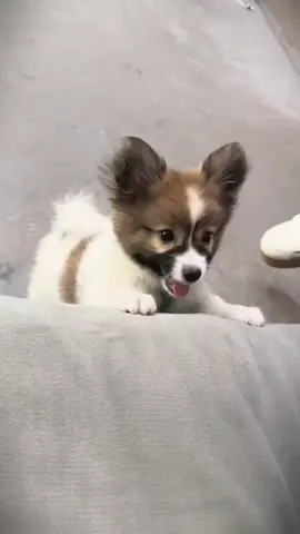 tôi chỉ thích chơi với những chú chó như thế này, chúng hung dữ và hung dữ. một con chó vừa đáng yêu vừa thích gây rắc rối #lovelydogs🐕🐕❤❤ #cutedogs #dogsoftiktok #fyp #xuhuong2024 