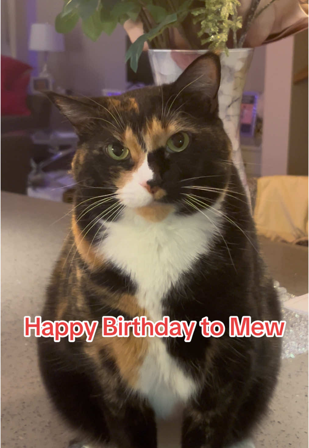 #happybirthday #singingcat #mew #birthdaysong #violet #songbird 