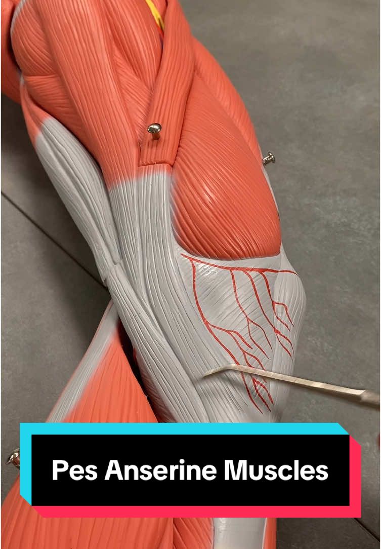 Pes Anserine Muscles! Sartorius, Gracilis, Semitendinosus. #anatomy #anatomymodel #professorkleinanatomy #STEM #ohiouniversity #humananatomy #muscles #thigh #anatomytips 