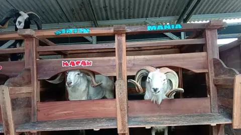 sing sarehat kaseppp 😍😍