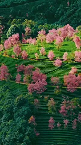 🌸 VẺ ĐẸP MÙA XUÂN VÂN NAM 🌸 Mùa xuân ở Vân Nam như một bức tranh sống động, nơi sắc hoa rực rỡ, khí hậu dễ chịu và thiên nhiên hoang sơ kết hợp hài hòa. Từ những thung lũng đầy hoa đào, hoa mận nở trắng, cho đến những cánh đồng xanh mướt, mùa xuân Vân Nam đem lại cho bạn những khoảnh khắc thư giãn và tuyệt vời nhất. 🎥 Video này sẽ đưa bạn đến những địa điểm tuyệt đẹp của Vân Nam vào mùa xuân 🌼: Cảnh sắc hoa anh đào nở rộ tại Lệ Giang 🏞 Những cánh đồng mận trắng tinh khôi 🌸 Những ngôi làng cổ xưa được bao quanh bởi sắc xanh của núi rừng 🌿 Không chỉ có hoa, Vân Nam còn nổi bật với không khí trong lành và khí hậu ôn hòa, lý tưởng cho chuyến du lịch mùa xuân. Hãy đắm chìm trong vẻ đẹp của thiên nhiên và văn hóa Vân Nam – một điểm đến không thể bỏ qua trong hành trình du lịch Trung Quốc! 💕  #vannam #dulich #legiang #daily #honhihai #shangrila #dulich #trungquoc #dulichtrungquoc #canhdep #hoadao🌸 #vivuwithmeee #fydong 