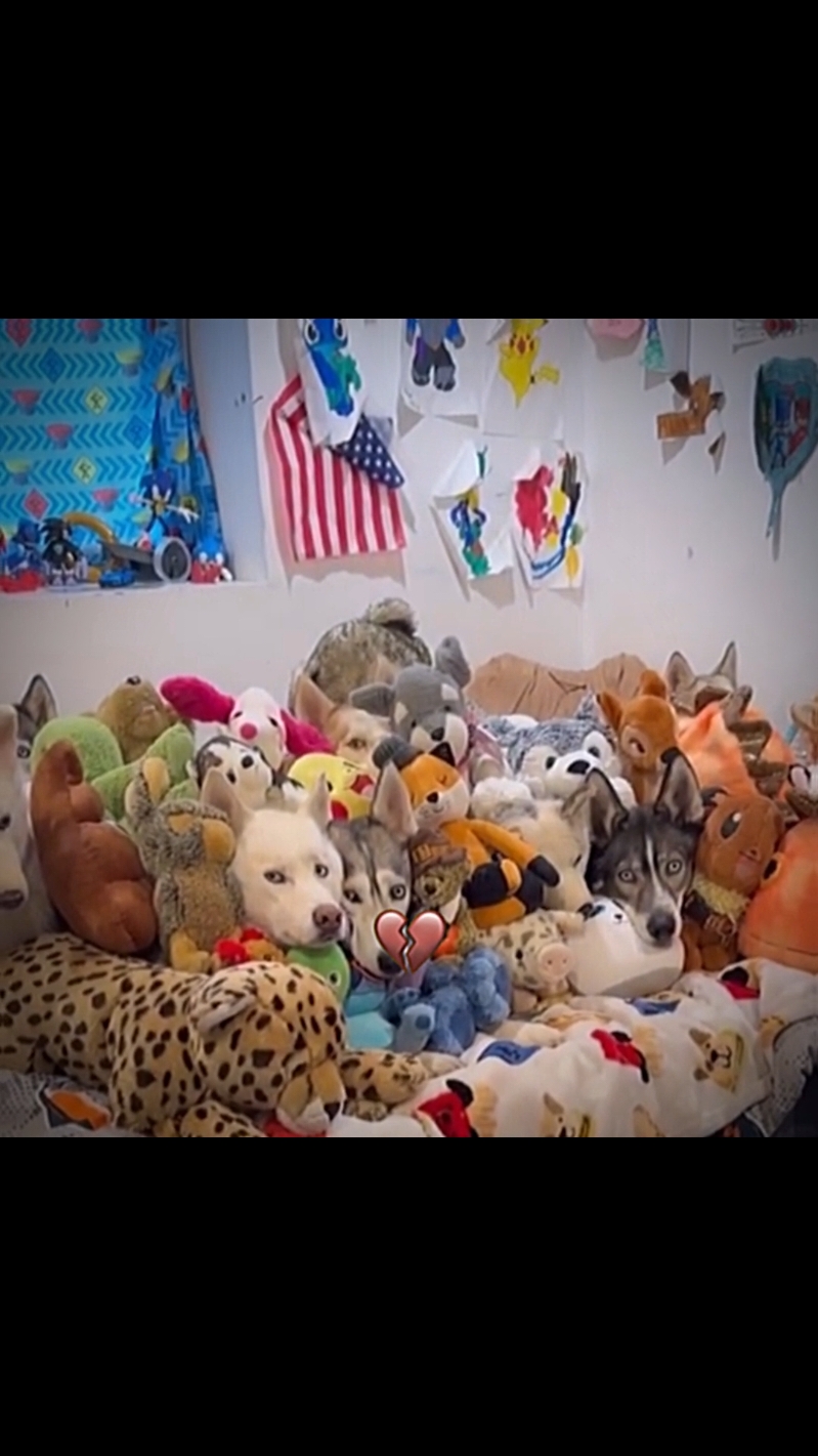 like if you thought it was not dogs 