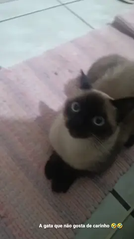 #gato #cat #maria #animal #estimacao 