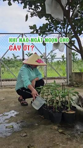 Cây ớt ngắt ngọn để ra nhiều nhánh. #trongot #cayot #ot #phanbon #trongrau #loanlamvuon 