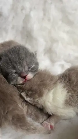 Kittens were born on November 30, 2024 #britishshorthairkittens