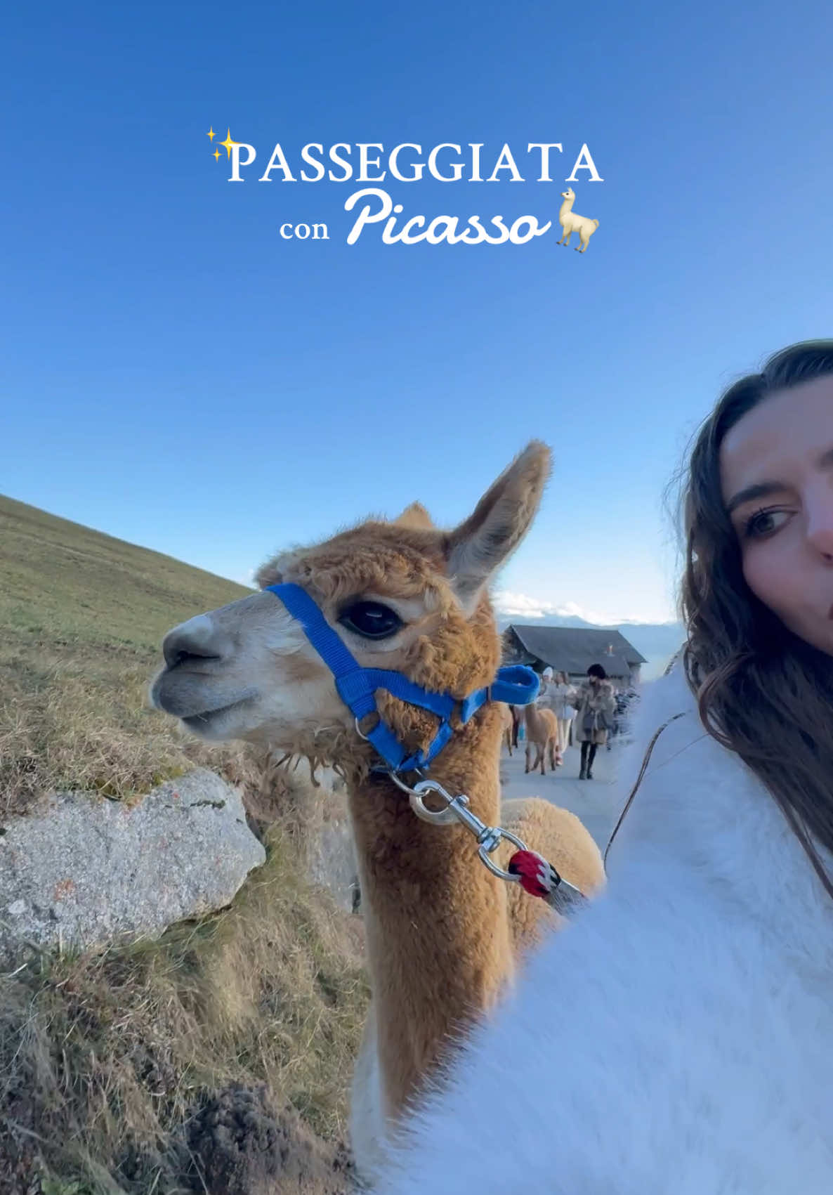 Vorrei un Picasso in casa