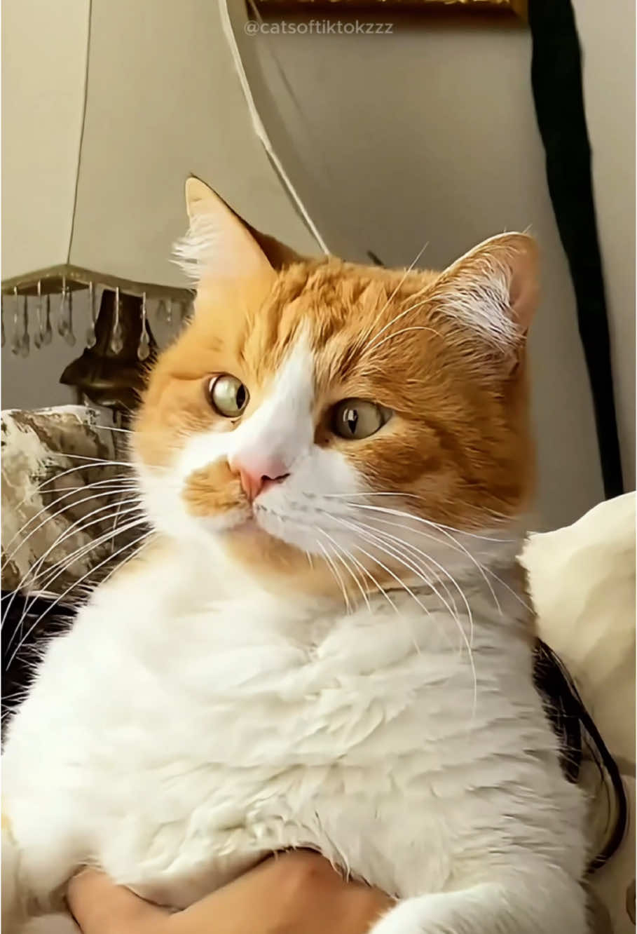 Funny cat videos episode 447 #funnycat #funnyanimals #funnyvideo #cat #animals #fyp #foryou #pet #🤣🤣🤣 