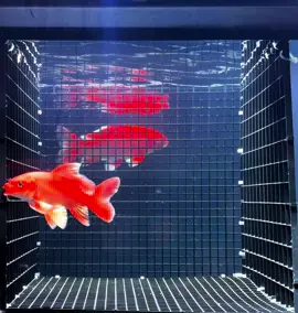 Bướm cáp đỏ 14-15 xenti ❤️ #chépphitần #chép #chépsưtửtrắng #chépsưtử #ca #fish #cacanh #hottrendtiktok #cácảnhđẹp #xuhuong #cárồng #hottrend #TikTokAwardsVN #cácảnh #tiktokgiảitrí #LIVEhighlights #TikTokLIVE #LIVE #capcut #cá 