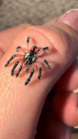 welcome home opal🤍 i have been waiting for 3 years to grab one of these beautiful babies and im so happy to have her. hoping she’s a girl!🤗 • • • #brazilianjeweltarantula #tarantula #typhochlaenaseladonia #seladonia #typhochlaena #beautiful #spider #dwarf #trapdoor 