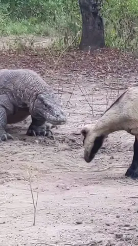 #komododragon #animals #wildanimals #animalworld #thegioidongvat 