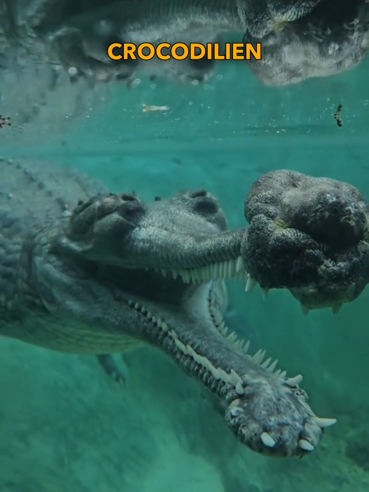 Le Gavial 🐊