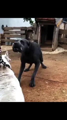 Cane Corso just making noises, Dogo is a real deal💥 #dogoargentino #canecorso #pitbull #dogo #dog #fight #kangal #alabay 