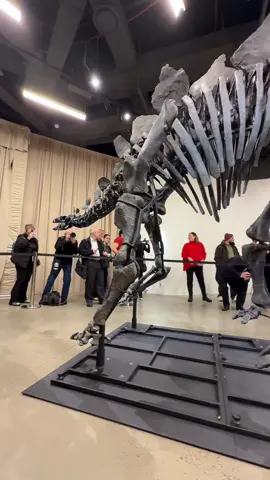 APEX, a spectacular Stegosaurus: a brand new discovery unveiled at the American Museum of Natural History in New York City