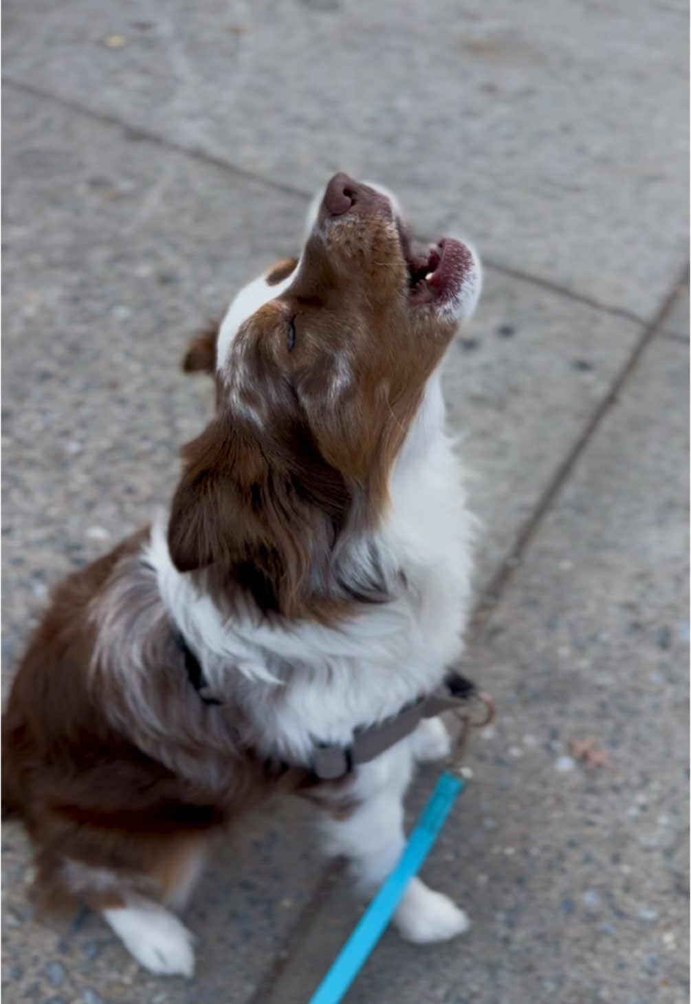 His feet literally leaving the ground #dogs #australianshepherd #😂😂😂 #howl #dogsoftiktok 
