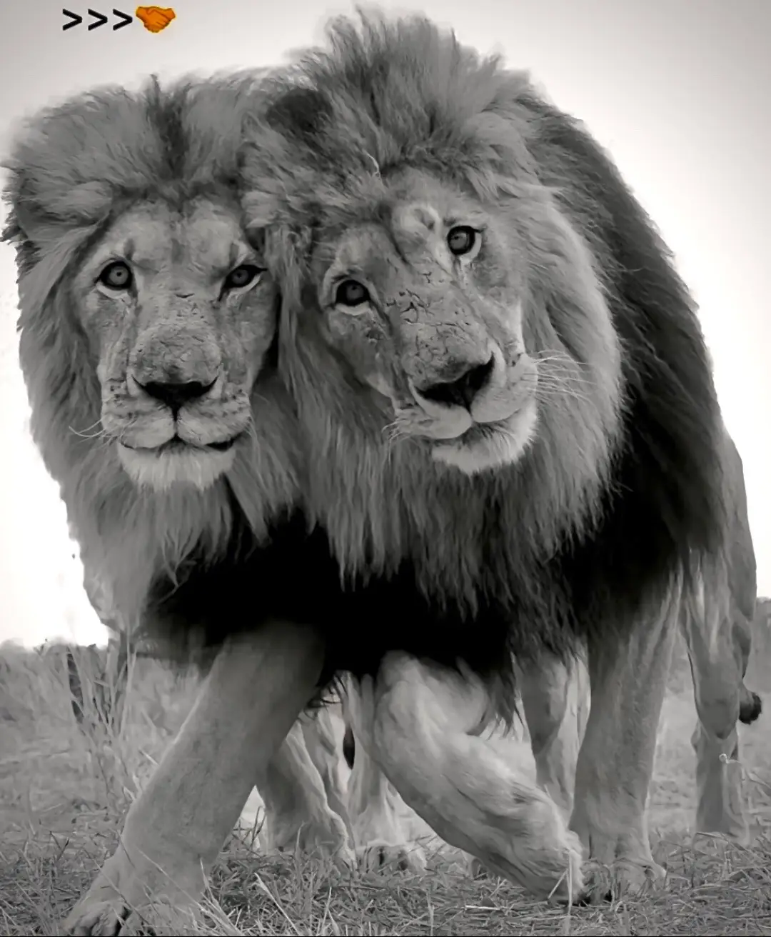 @ببرك ٣١٣🚩 @آخر موت #foryou #fyp #foryoupage #rawalpindi #viral #313 #