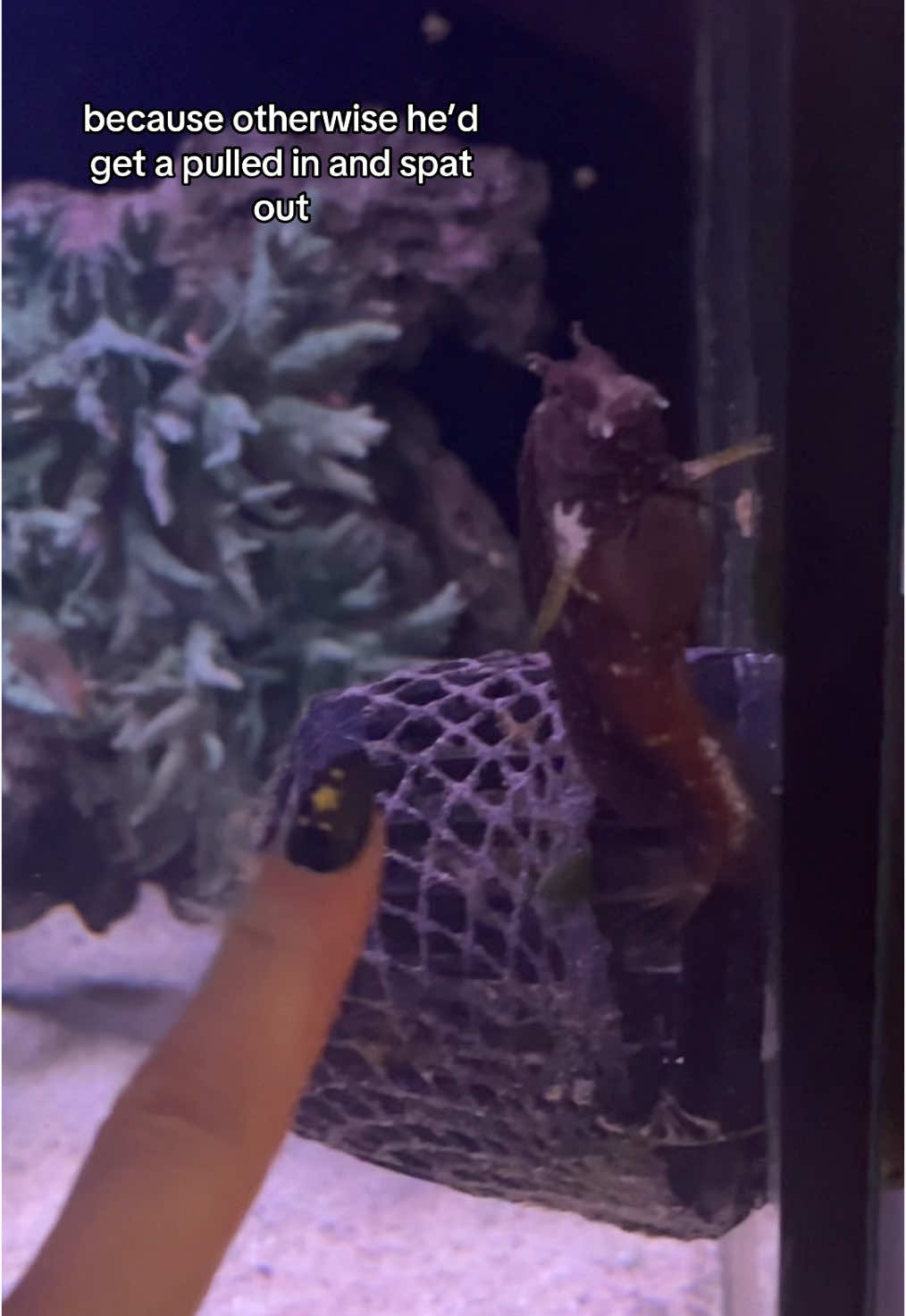 im doing a bit of tank maintenance and though to myself, hey, why not film the most boring video ever made? im sure it’ll help someone somewhere, it definitely helps eyebrows not turn into sushi lol #fishnettights #saltwater #marinetank #eyebrowsthefish