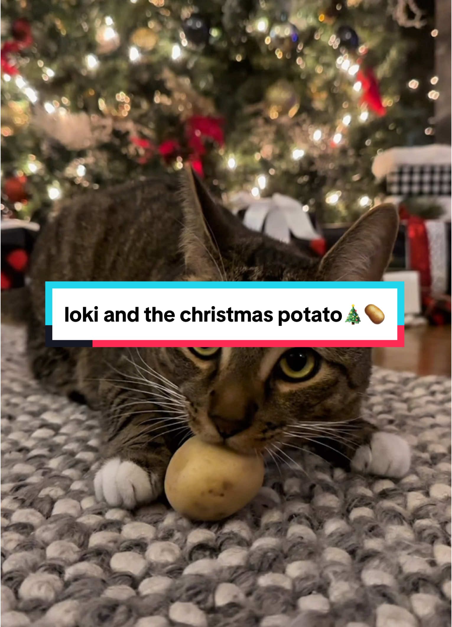 it’s time to bring out the christmas classics: rudolf the red-nosed reindeer, frosty the snowman, and everyone’s favorite: loki and the christmas potato🎄🥔    #creatorsearchinsights 