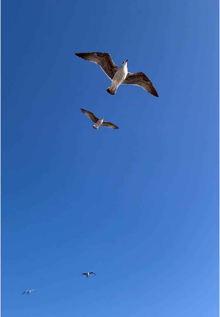 solo gaviotas volando #parati #fyp #foruyou #gaviota 
