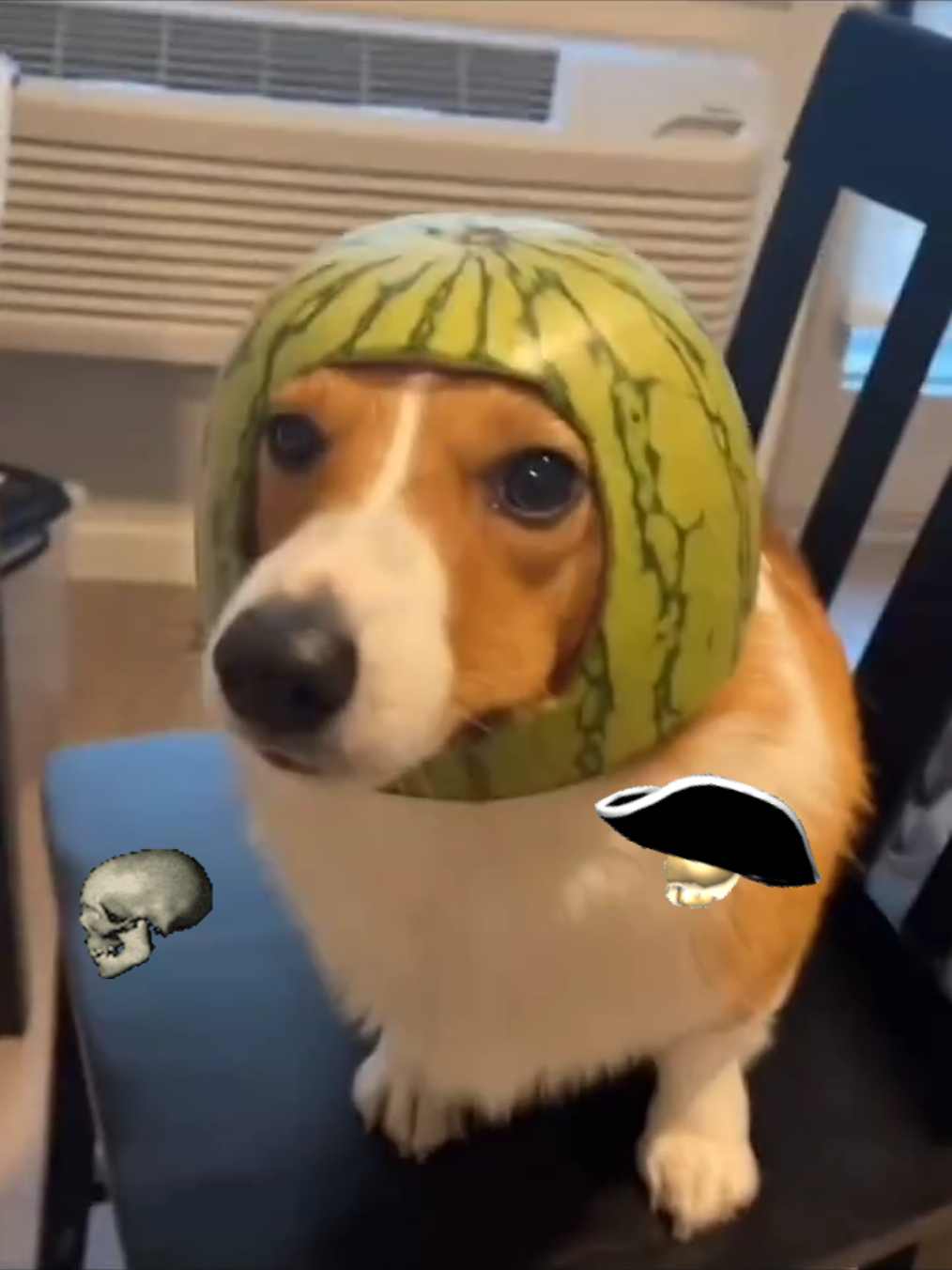 The First one in creative Mode 😭🚨❌🙏🗣️ #goofyahh #donpollosound #memesviral #funnyvideos😂 #goofyahh💀 #donpollo #funnytiktok #goofyahhbeat #goofygoober #animals #goofyahhvideo #foryoupage #fyp #funnyvideos #algoritmotiktok #fypdong #meme #doglove #fy #zestytrends 