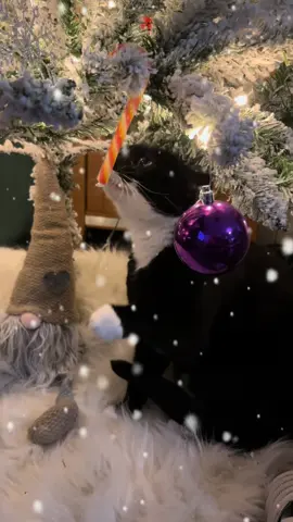 He’s chewed the candy cane that much its now officially his 😉🤣 #themightylisa #TeamMightyLisa #followme #imback  #christmascat #socks 