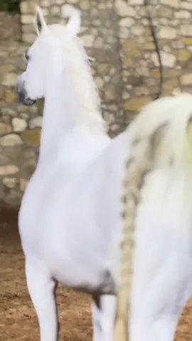 #اللهم_صلي_على_نبينا_محمد #arabianhorse #jumana_jalal #horsesoftiktok #خيل_عربي_اصيل #خيل_وخياله🐎 
