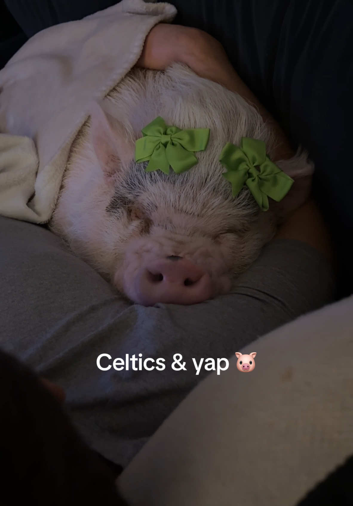 More like celtics & nap @Boston Celtics  #celtics #pigsoftiktok 