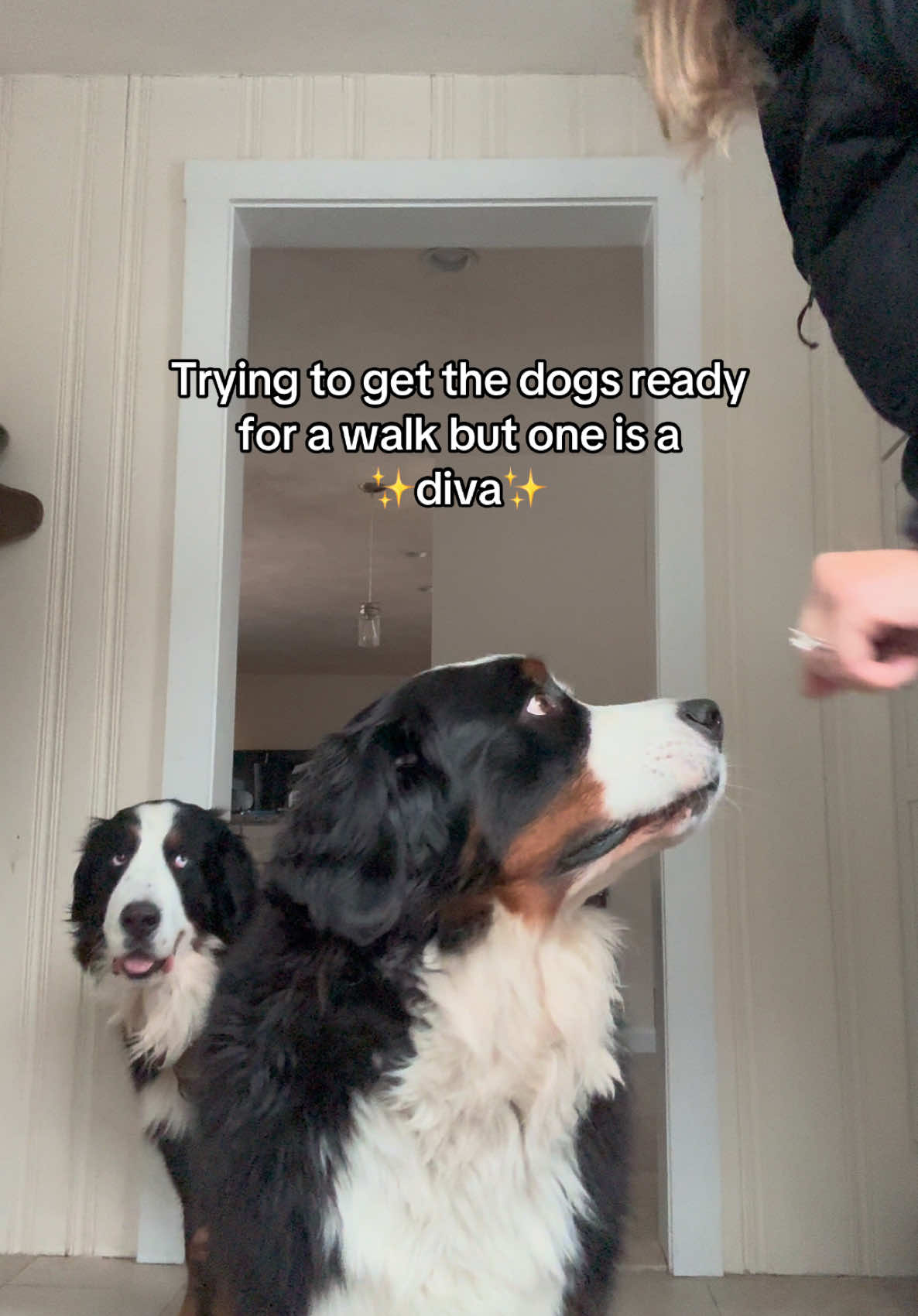 My little diva (bully) Gus 💅🙏😩 #bernesemountainpuppy #bernesemountaindog #diva #divination #bernesemountaindogs 