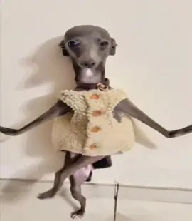 #dog #doggo #wipet #dance #funny #lol #freak 