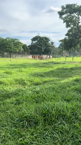 Disponible a la venta!!! Más información 67988685 #BRAHMAN#ganaderia#Amorporelcampo#Cabaña#ElArca#santacruzdelasierra🇳🇬#paratiiiiiiiiiiiiiiiiiiiiiiiiiiiiiii#viral