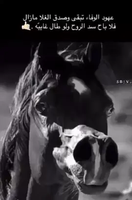 #حصان_عربي #خيل_عربي_اصيل🐎🐎 #تصميم_فيديوهات🎶🎤🎬 #خيل 