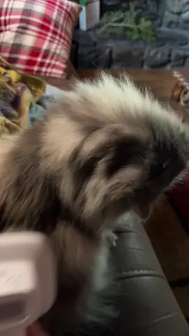 Rex’s daily hair routine 😂🦎☀️ — #rex #fluffy #cat #animal #cute #fyp #catsoftiktok #fypシ゚viral #greycat #tangeled ##rapunzel##hair