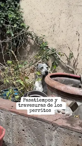 Más travesuras que pasatiempos 🤦🏻‍♀️
