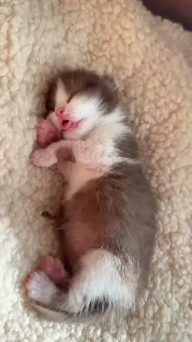 baby cat sleeping, so cute, purring cat #kittensoftiktok #catsoftiktok #pets #fyp #cats #kitten #purring #cat 