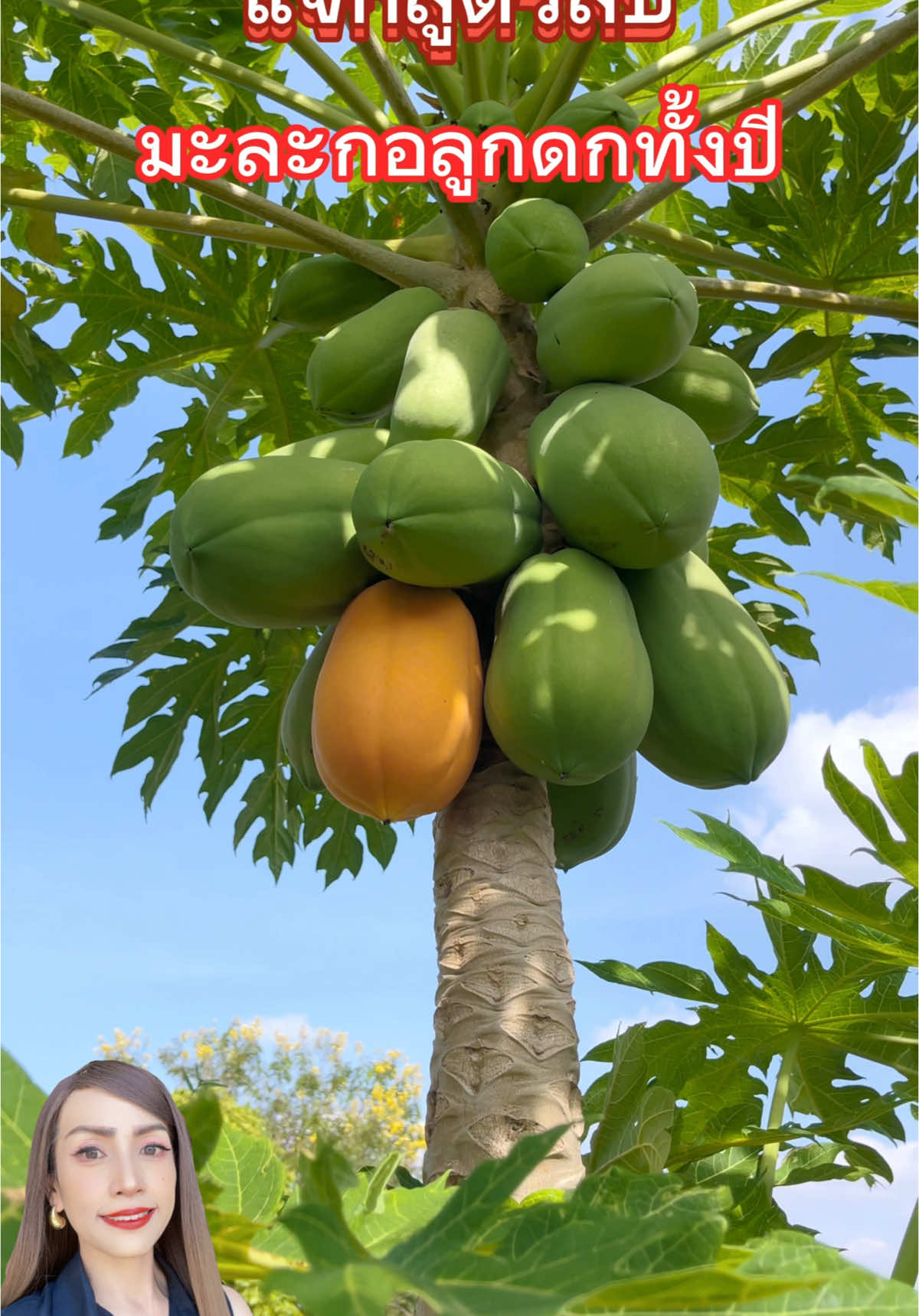 #แจกสูตรมะละกอดกเต็ม #แม่ก้อยพาทําchannel #สูตรมะละกอดกทั้งปี #ปุ๋ยมะละกอดก #เทคนิคดีบอกต่อ #เทคนิคดีบอกต่อ #เทคนิคดีบอกต่อ #ปุ๋ยเร่งดอกเร่งผล #เทคนิคดีบอกต่อ #แม่ก้อยพาทําchannel  #เกลือ #ดองหน่อไม้ไม่ใส่น้ําซาวข้าว 