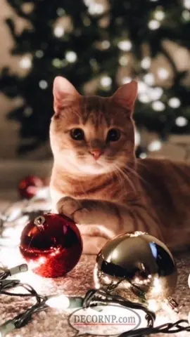 Las posadas (Entre santos peregrinos) #musicaenespañol #music #musica #musicaparadegustar #lasposadasnavideñas #entresantosperegrinos #villancicos #villancicostiktok #villancicosnavideños #musicanavideña #navidad  #europa #costarica #peru #colombia  #ecuador #españa #mexico #chile🇨🇱 #argentina #puertorico #EEUU #latinoamerica #parati #viral #zyxcbap