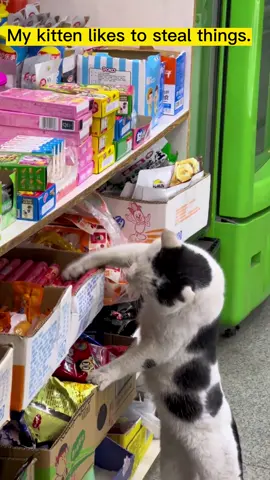 Cats steal the food.🥲😂🤣#funnyy #funnyvideo #funnymoments #fyp #tik #cat #cats #catsoftiktok #kitten #kittentok 