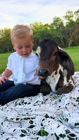 Raisin’ cowboys & brahmas aint easy 🥹❤️📸 #christmas #florida #photography #photoshoot #photographer #SmallBusiness #smallbusinessowner #smallbusinesscheck #fyp #fypシ #kids #kidsoftiktok #animals #animalsoftiktok #animallover #babiesoftiktok #babiesontiktok #MomsofTikTok #momlife #momtok #photomagic 