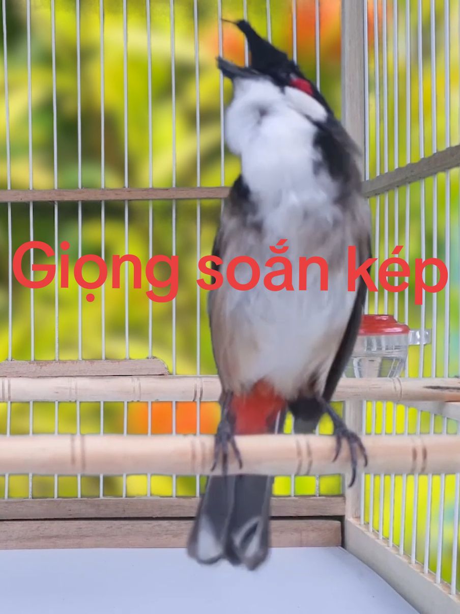 Chào mào hót hay kích bổi. Xem full video tại yt @chaomao86. #chaomao  #chaomaohot  #chaomaomai 