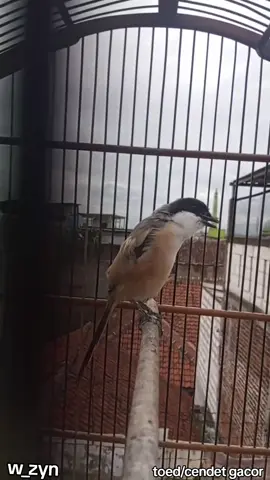 burung toed/cendet gacor  libur krja, paling enak jemur burung #toed #burungtoed #burungcendet #cendet #cendetmaniaindonesia #cendetjatim #cendetmania #cendetmanianusantara #cendetgacorr #kicau #kicaumania #kicaumaniaindonesia #kicaumanianusantara 