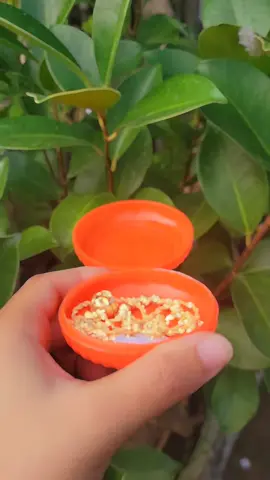 Bộ trang sức đi chơi siêu sang#bongtai #vongco #lactay #trangsuc 