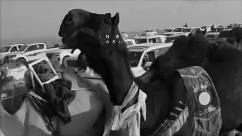 مسعوده🥇❤️‍🔥.#مسعوده #مسعوده_الدواسر #الدواسر #الصياهد #مهرجان_الملك_عبدالعزيز_لمزاين_الابل9 #اكسبلور #اكسبلورexplore #الشعب_الصيني_ماله_حل😂😂 #مالي_خلق_احط_هاشتاقات 