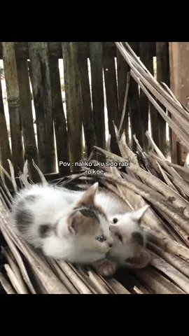 Btw itu yang di atas laki yang di bawah cewe