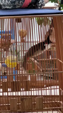 S17 KHỞI ĐỘNG LẠI ĐÔI CHÂN . HẠT SẮC TỐ NUÔI LỬA MÃI ĐỈNH 