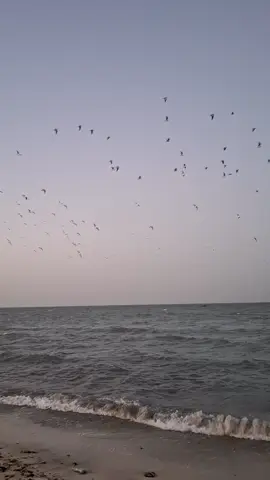 #foryou  #محد_يخلي_الطير_يلوح_بدينه_عالي🕊 